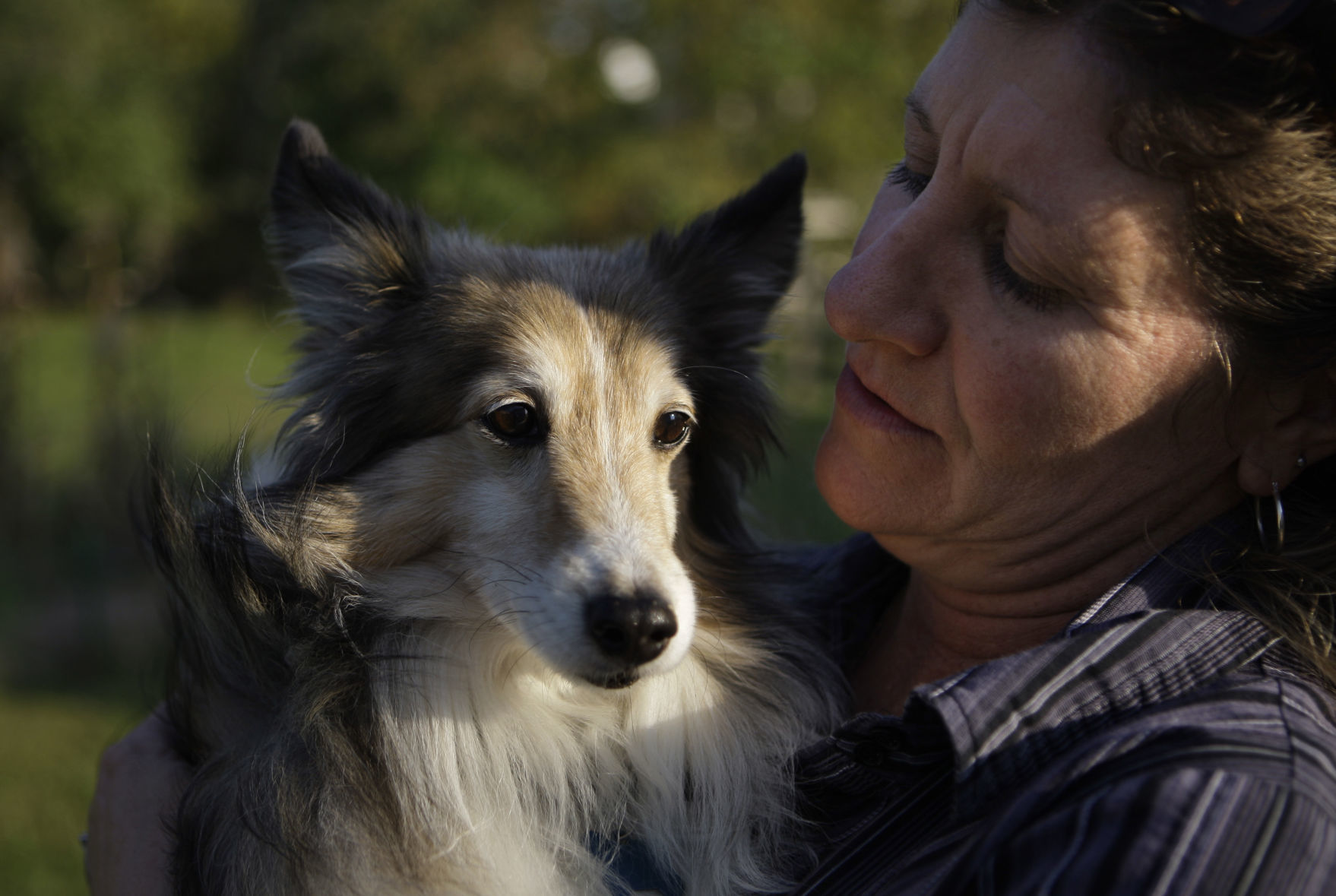 Shetland sheepdog